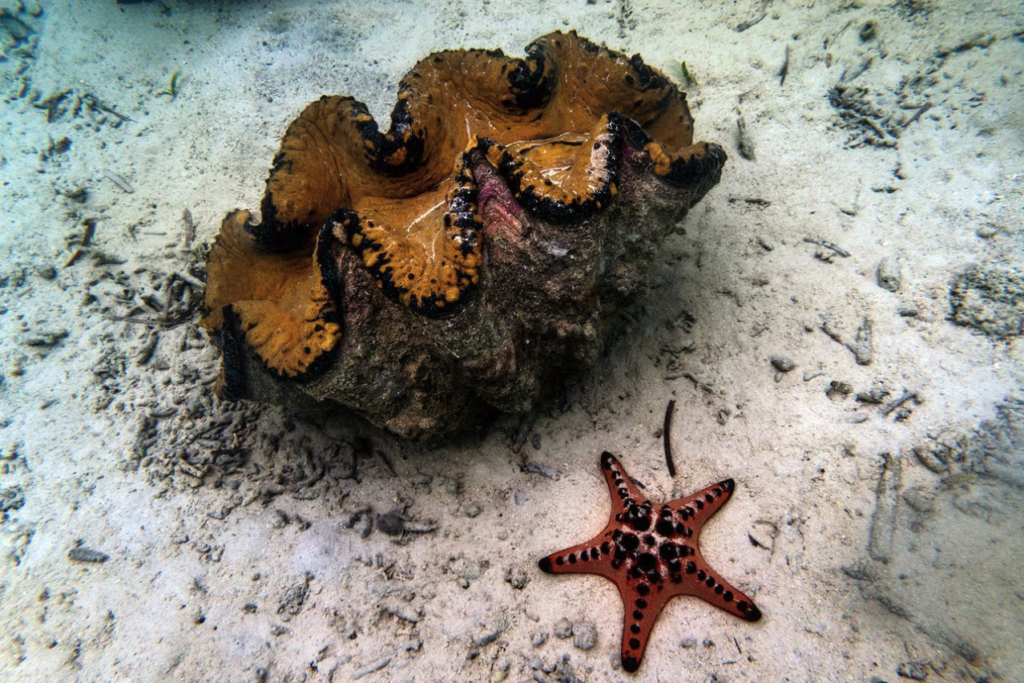 giant clam and starfish on sea floor