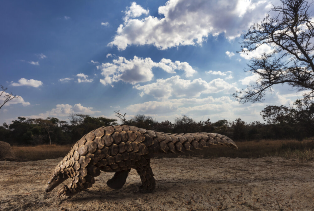 pangolin walking across mud