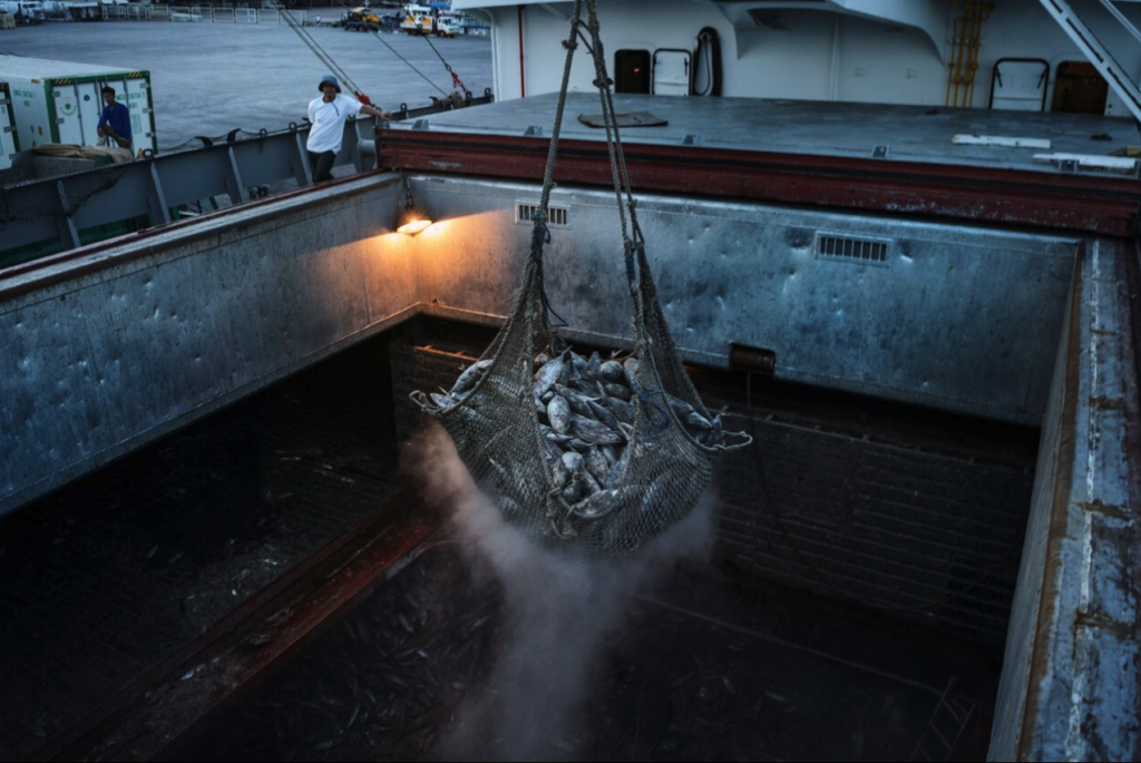 fishing net being lifted from the sea