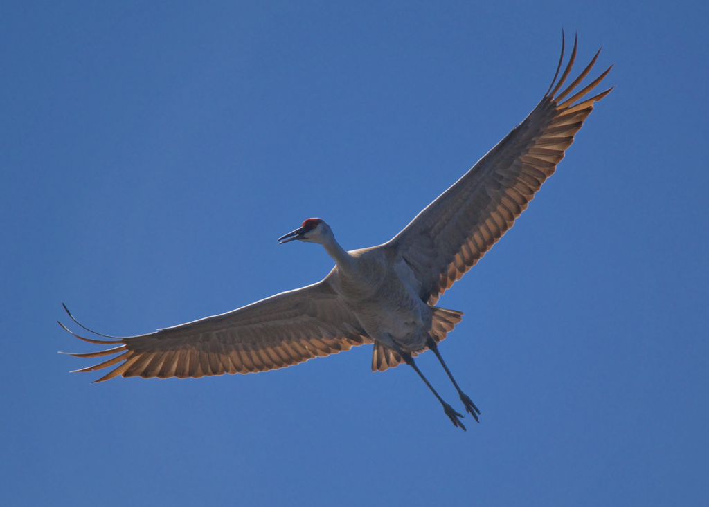 sandhill crane flying