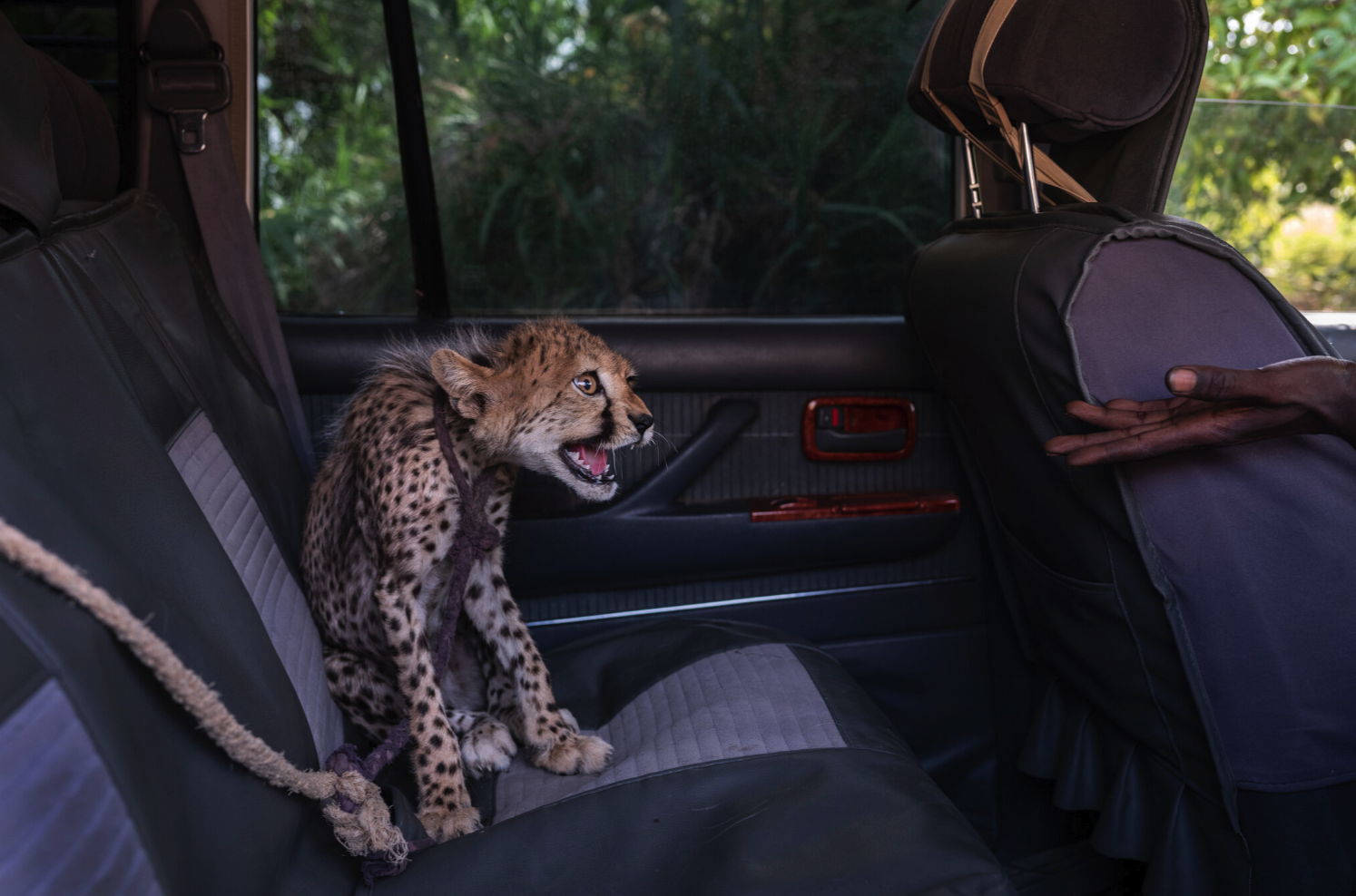 cheetah cub in back seat of car hissing at outstretched hand