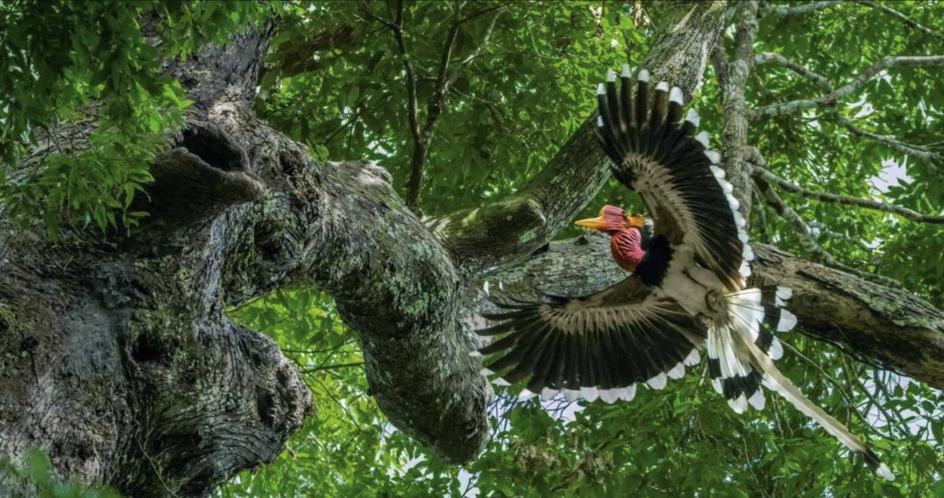 helmeted hornbill bird with wings extended seen from below